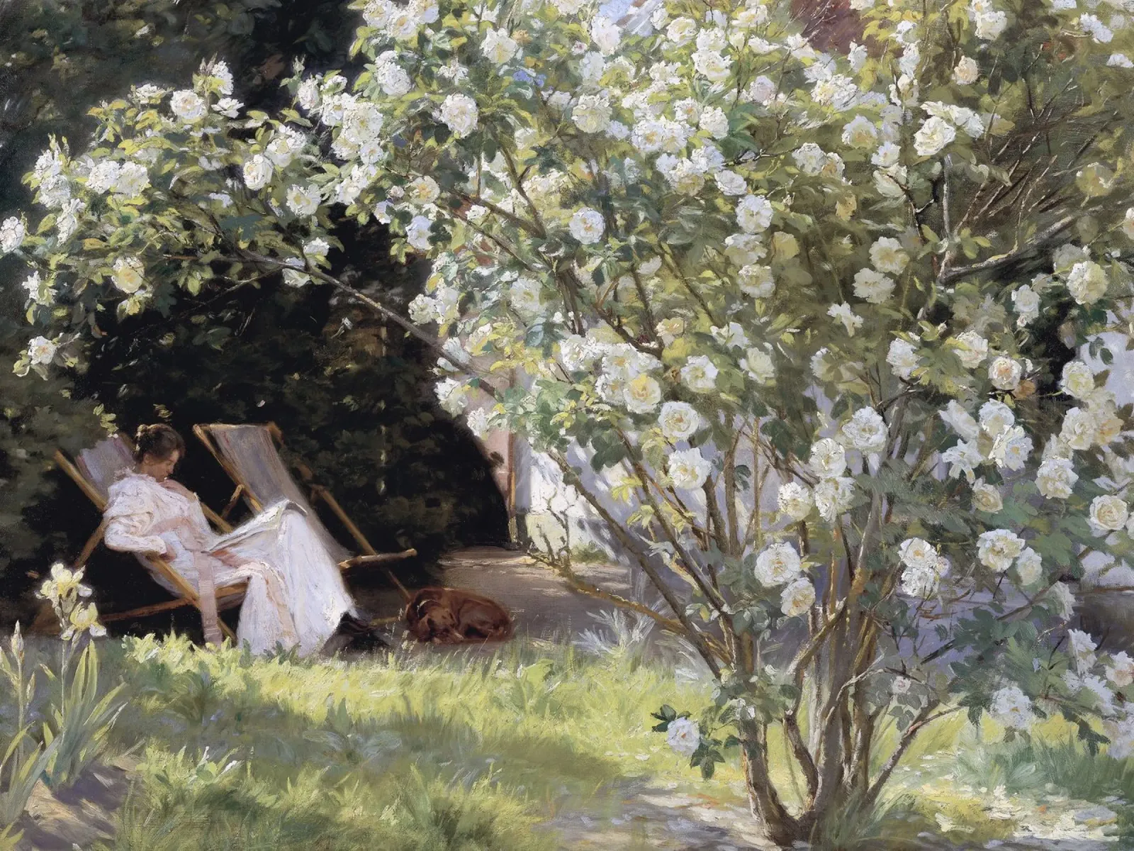 Roses by Peder Severin Krøyer alluminio dibond da apoloprints