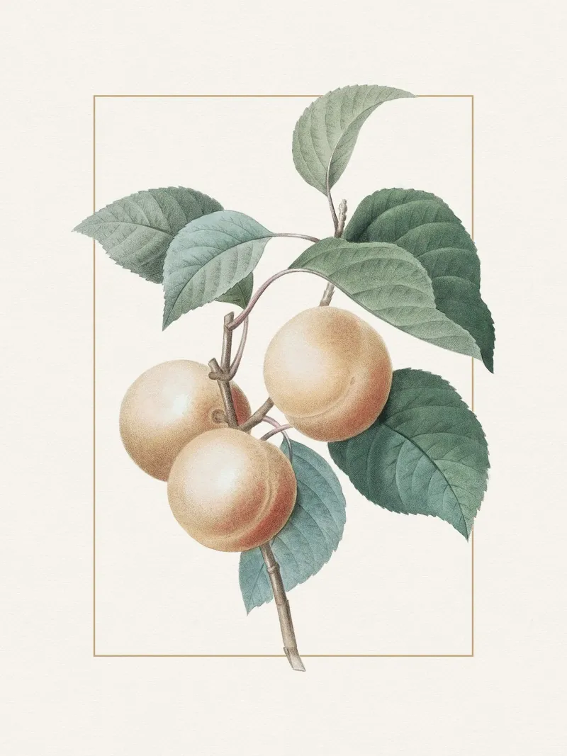 Apricot Peach carta hahnemühle da apoloprints