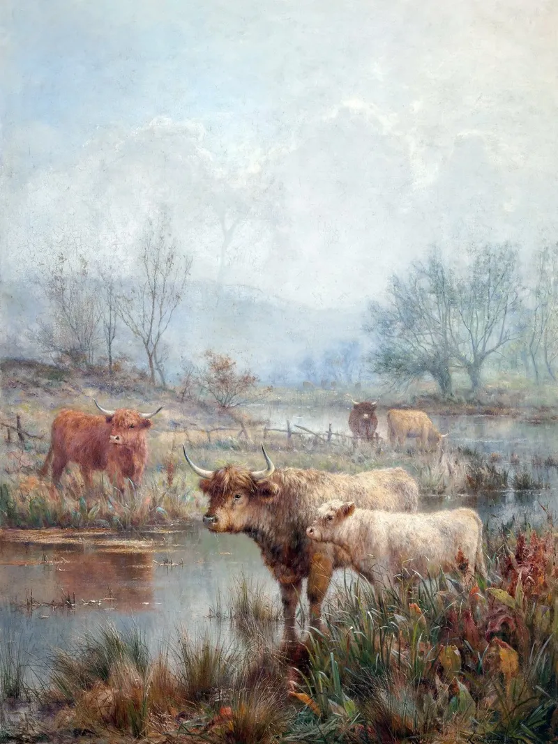 Highland cattle pellicola backlit da apoloprints