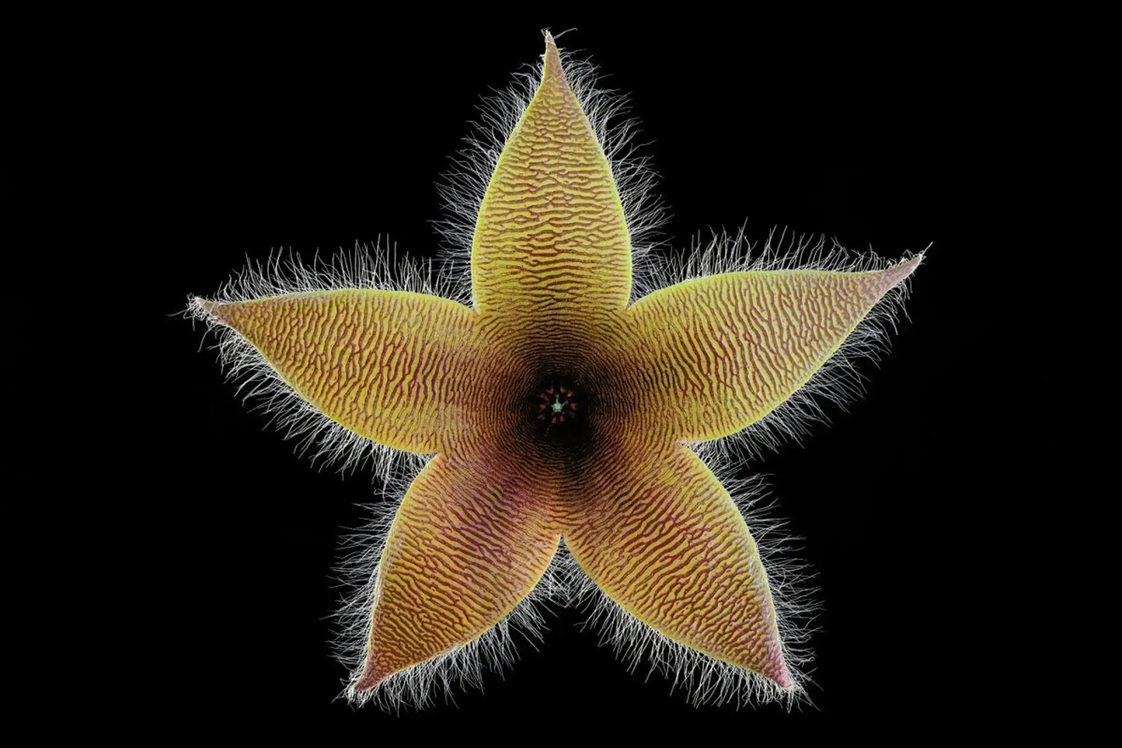 Stapelia Grandiflora - Victor Mozqueda poster with plastic frame by Pictufy