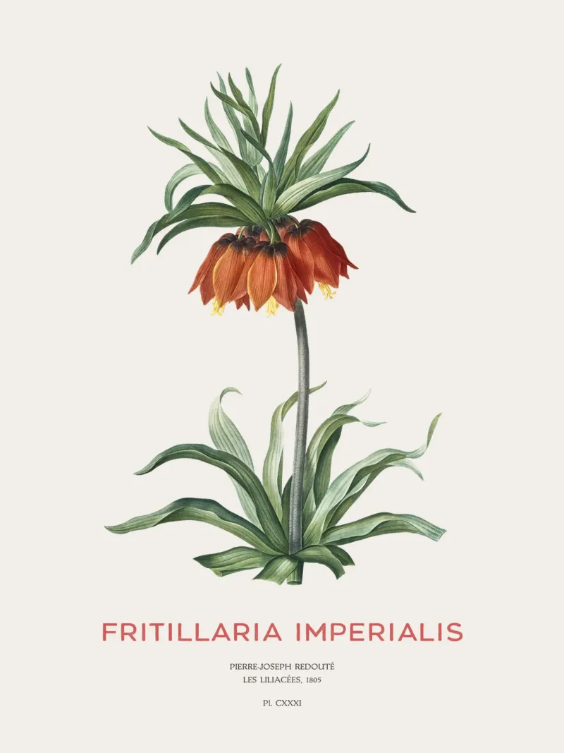 Tulipano curdo o Fritillaria imperialis carta hahnemühle da Vintagrafica