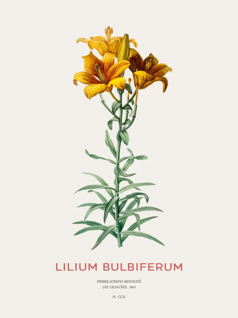 Giglio di fuoco o Lilium bulbiferum pellicola backlit da Vintagrafica