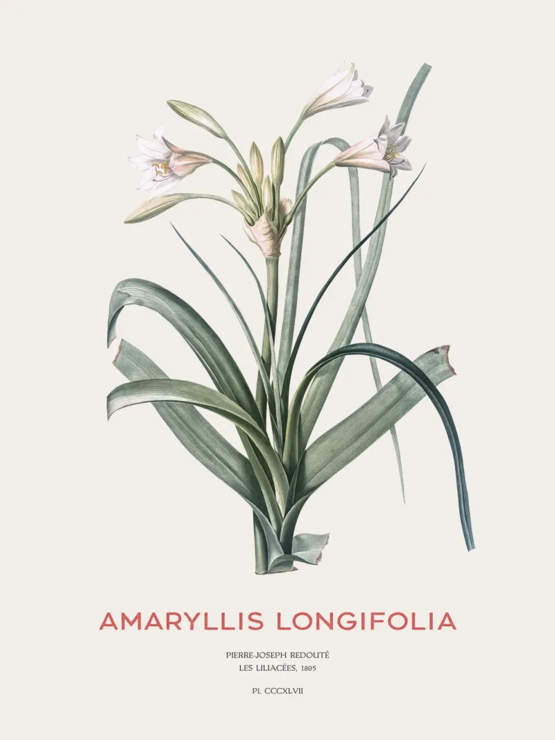 Giglio Amaryllis o Amaryllis longifolia pellicola backlit da Vintagrafica