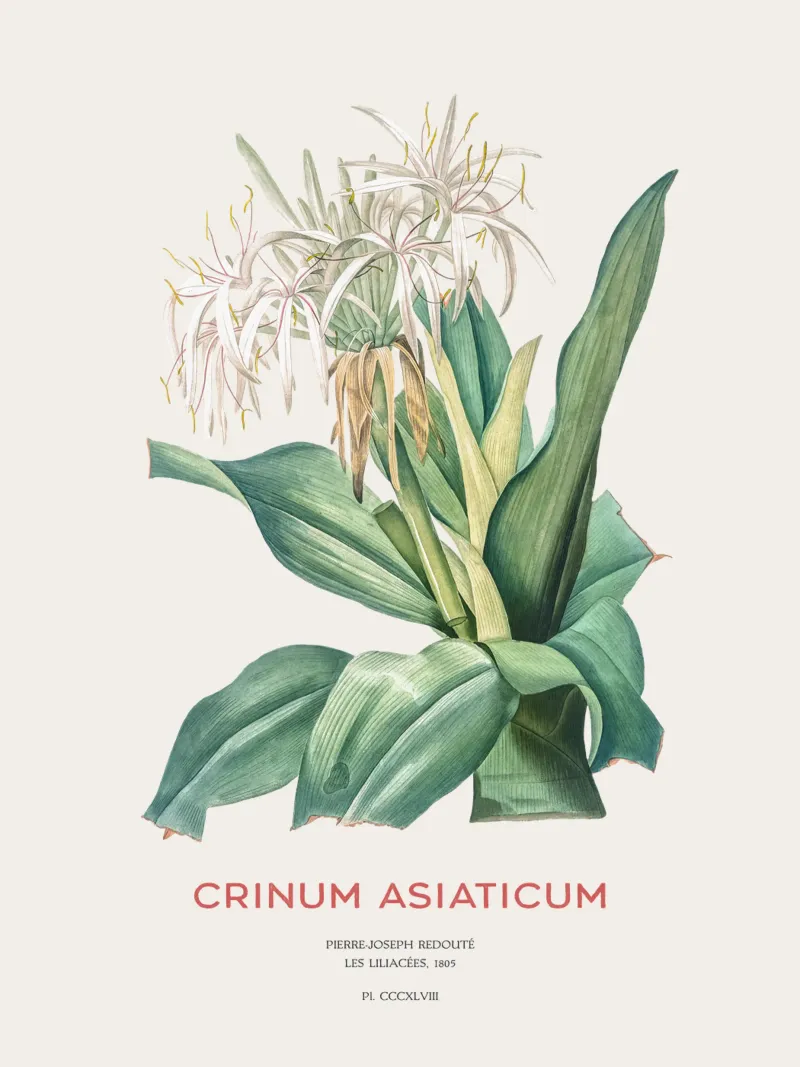Giglio di ragno o Crinum asiaticum pellicola backlit da Vintagrafica