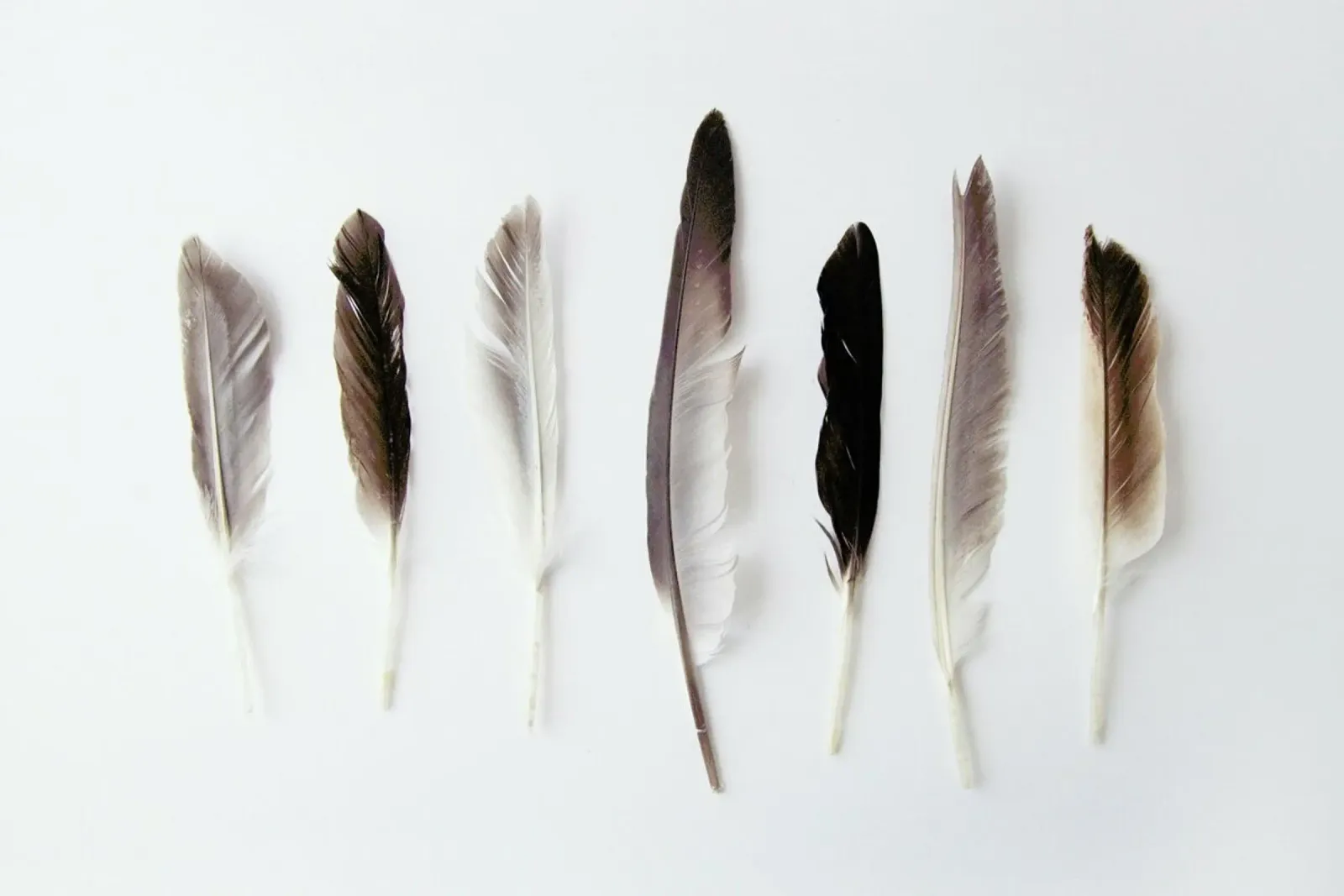 Autumn Feathers pellicola backlit da Miles of Light