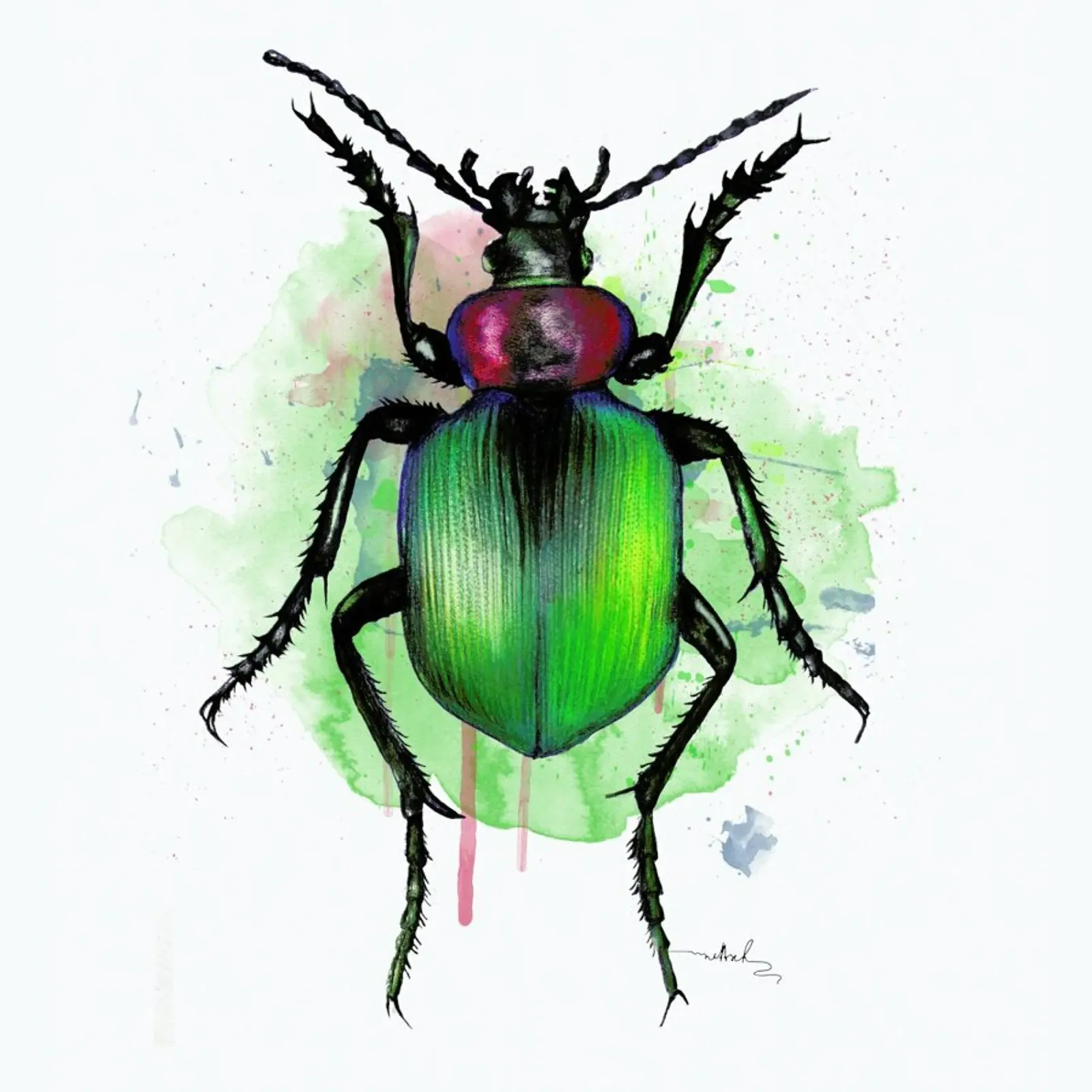 Calosoma Sycophanta hahnemühle by Nettsch