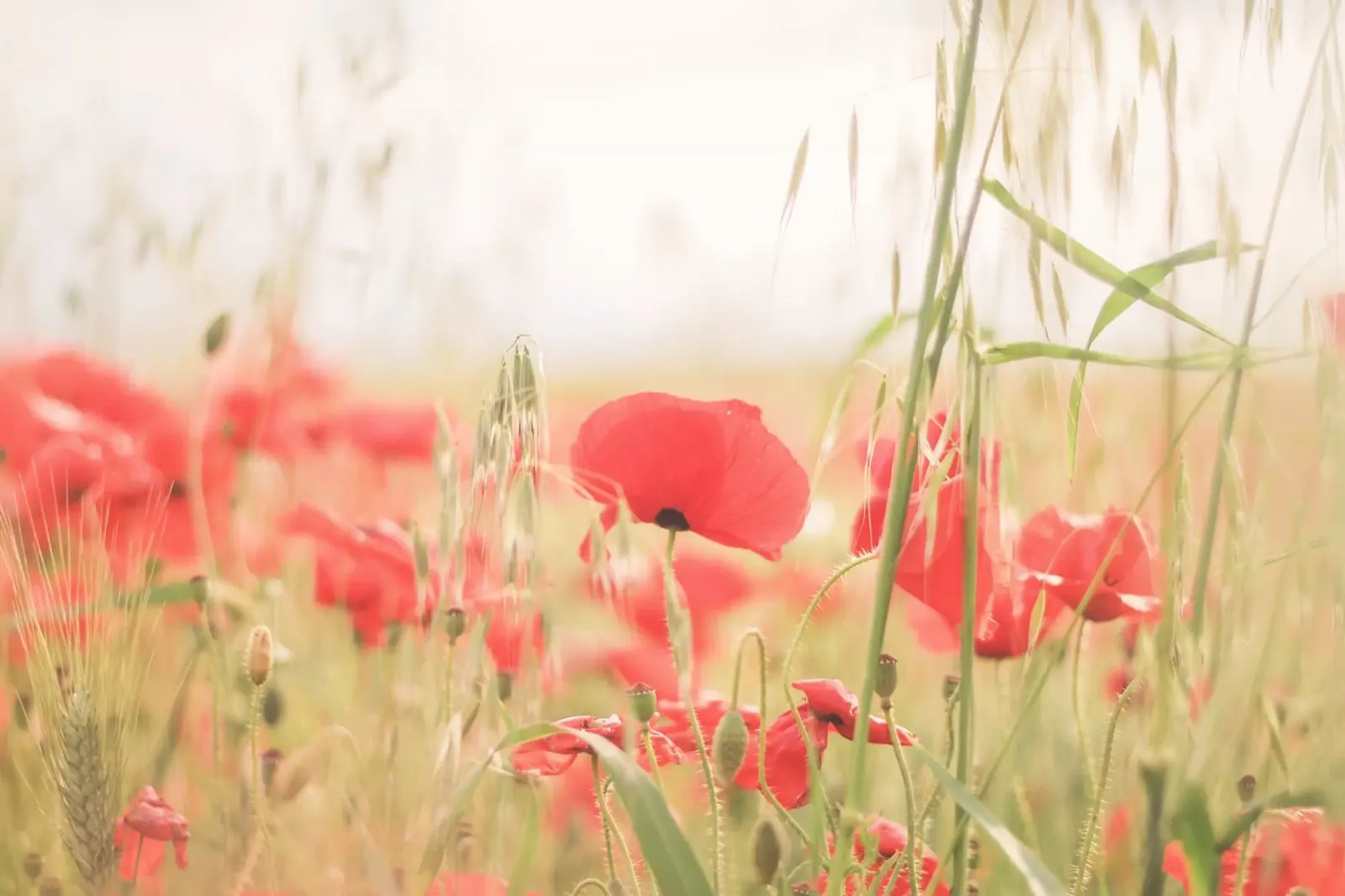 Pouilles, Italie I Champ de coquelicots d'un parc naturel hahnemühle de Julie Travel Photography