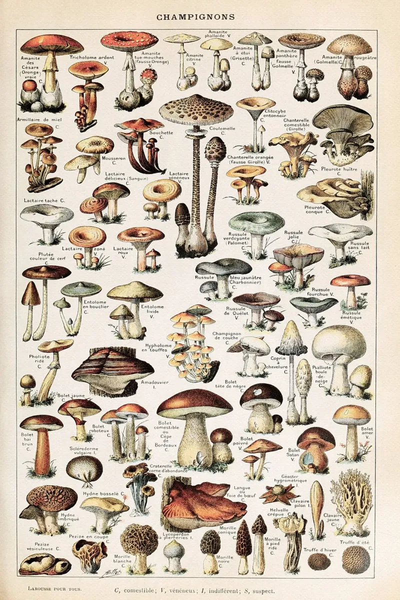 Boho Champignons / Mushrooms pellicola backlit da apoloprints