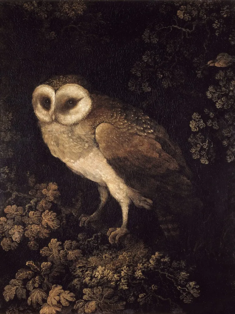 Owl plexiglass da apoloprints