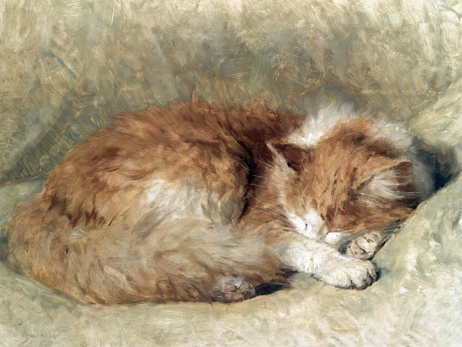 A sleeping cat pellicola backlit da apoloprints
