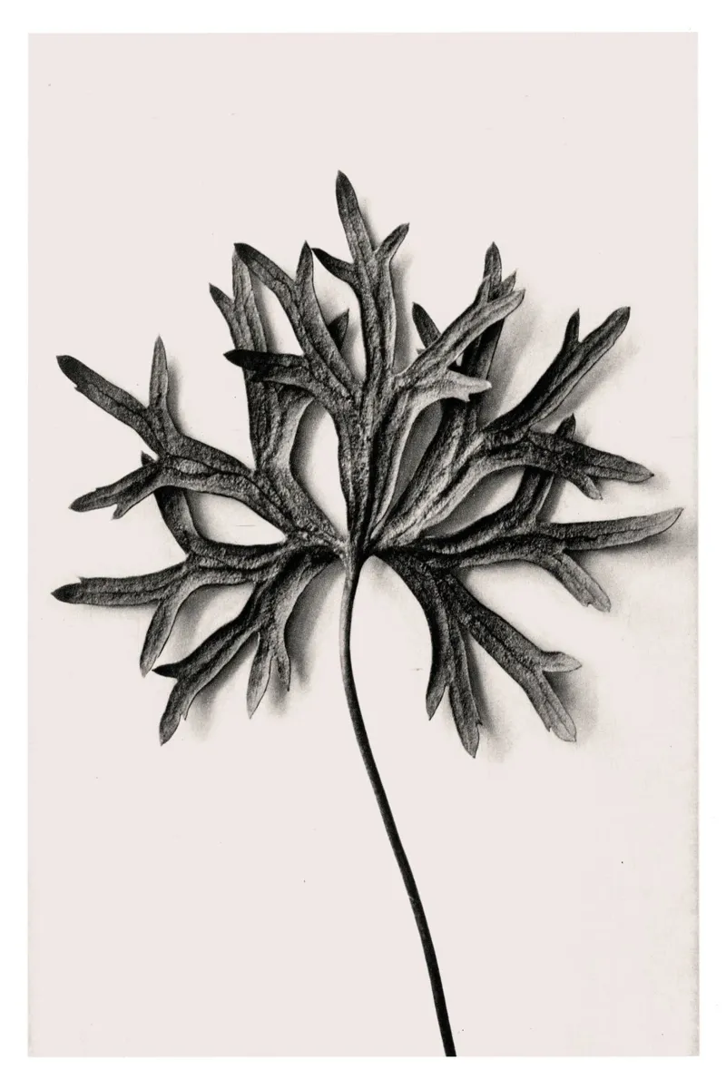 Karl Blossfeldt - Aconitum Anthora pellicola backlit da Old Masters