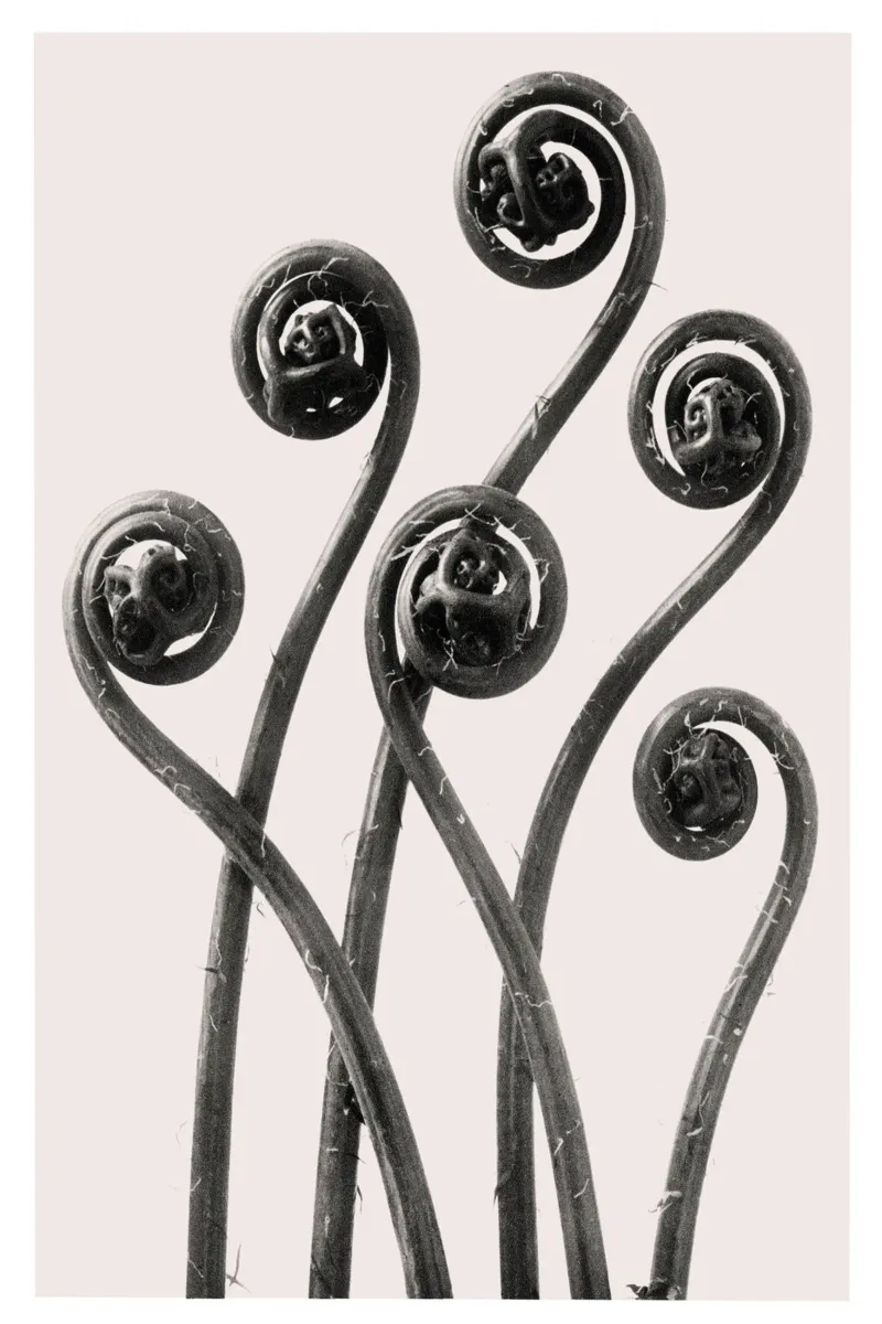 Karl Blossfeldt - Adiantum pedatum 01 carta hahnemühle da Old Masters