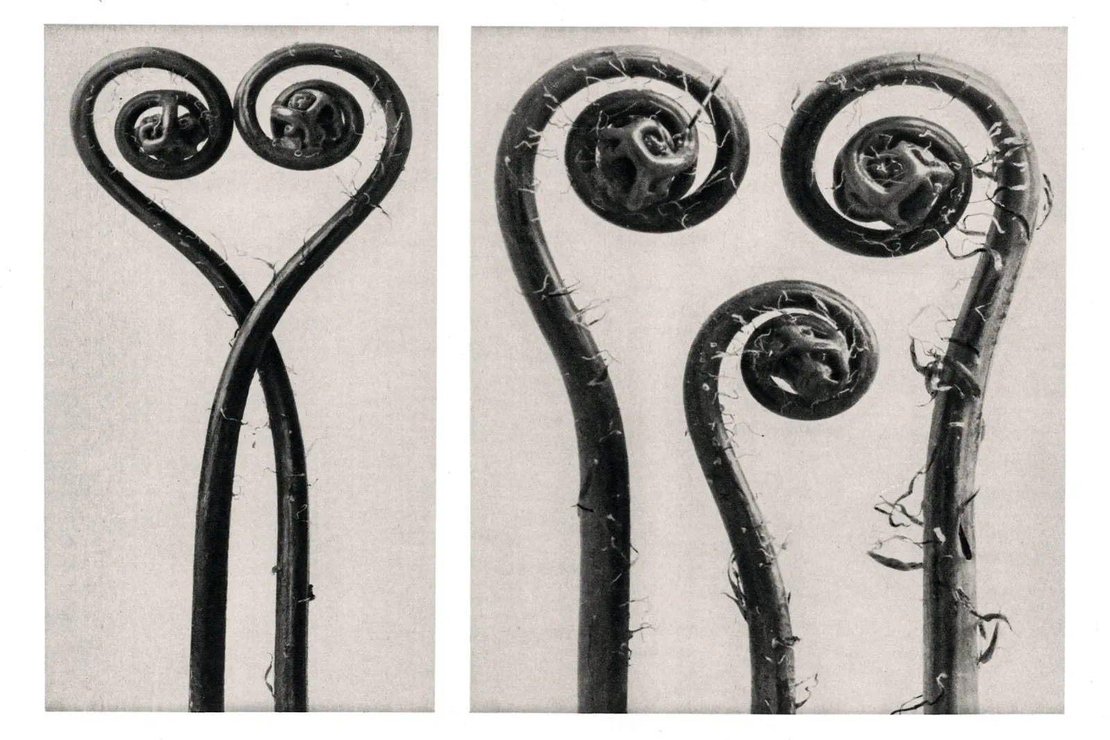 Karl Blossfeldt - Adiantum pedatum 02 poster with plastic frame by Old Masters