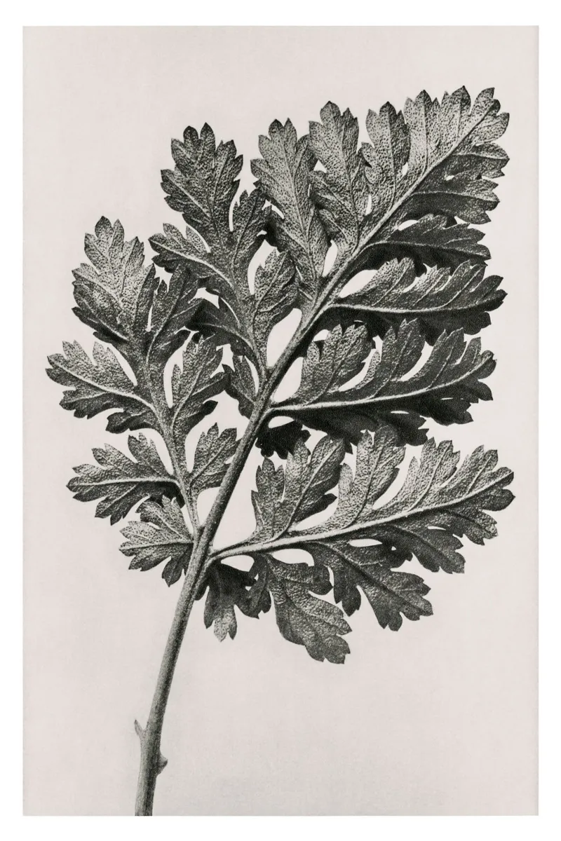 Karl Blossfeldt - Chrysanthemum parthenium carta hahnemühle da Old Masters