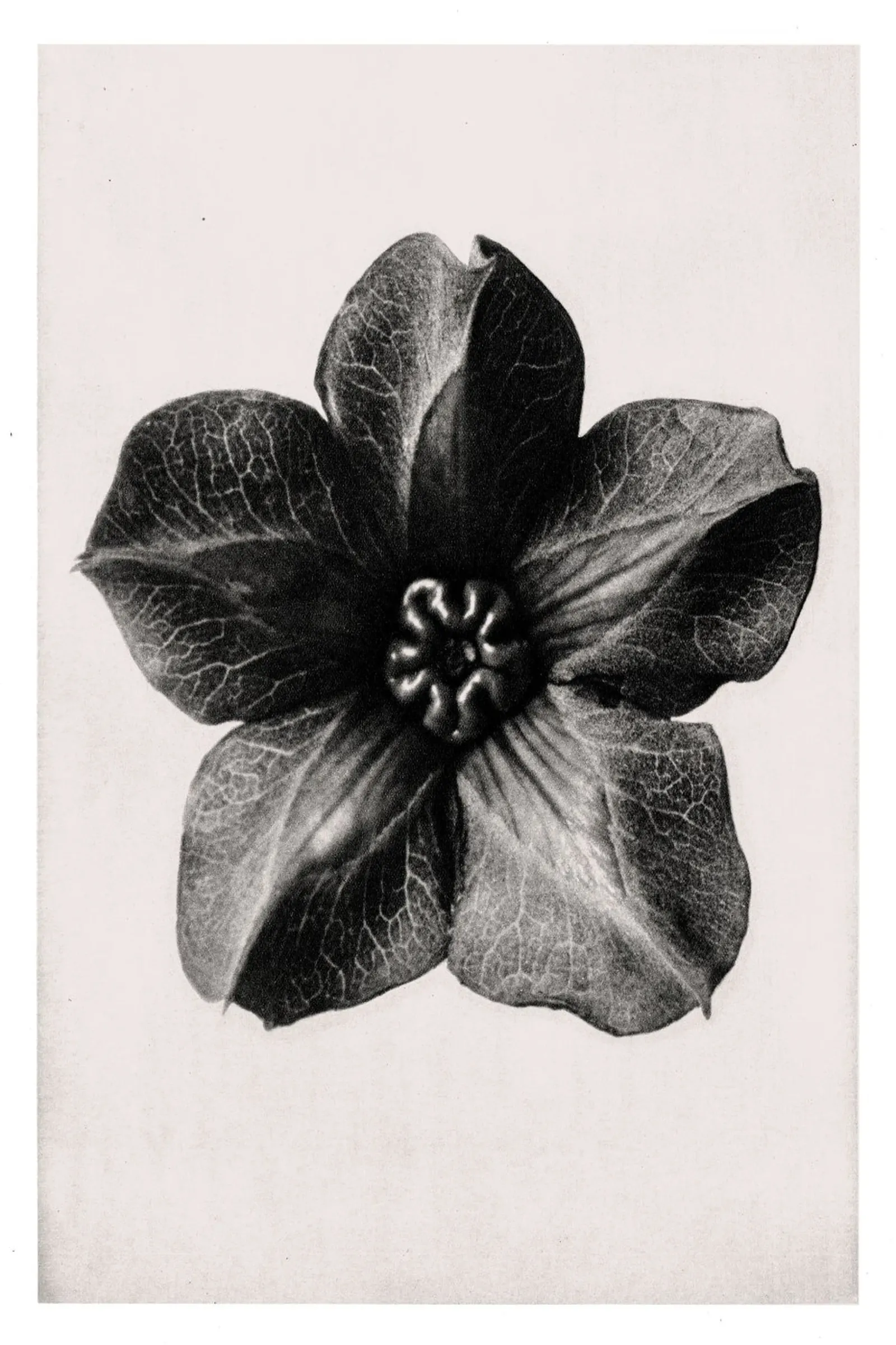 Karl Blossfeldt - Cobea scandens pellicola backlit da Old Masters