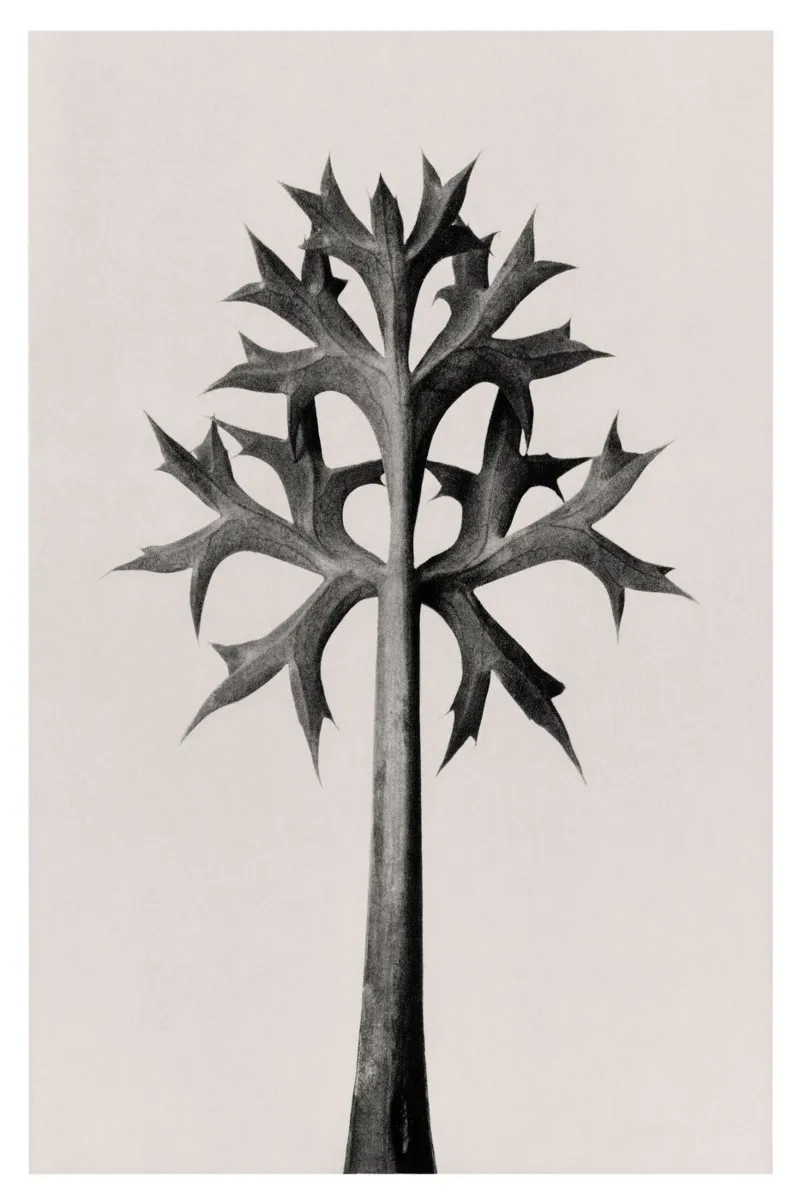 Karl Blossfeldt - Eryngium Bourgatii poster con telaio in alluminio da Old Masters