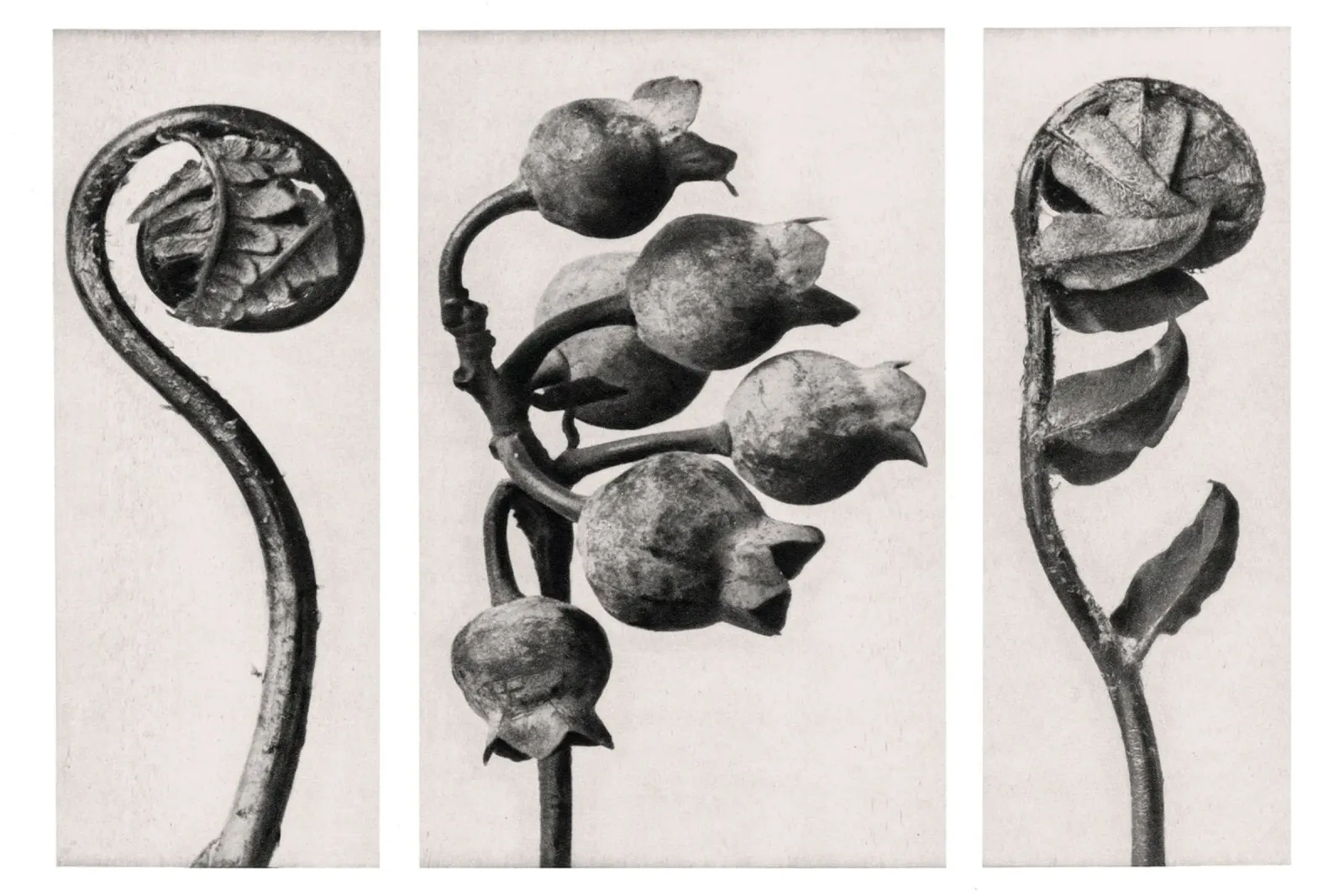 Karl Blossfeldt - Polypodiaceae Aspidieae 02 poster with plastic frame by Old Masters