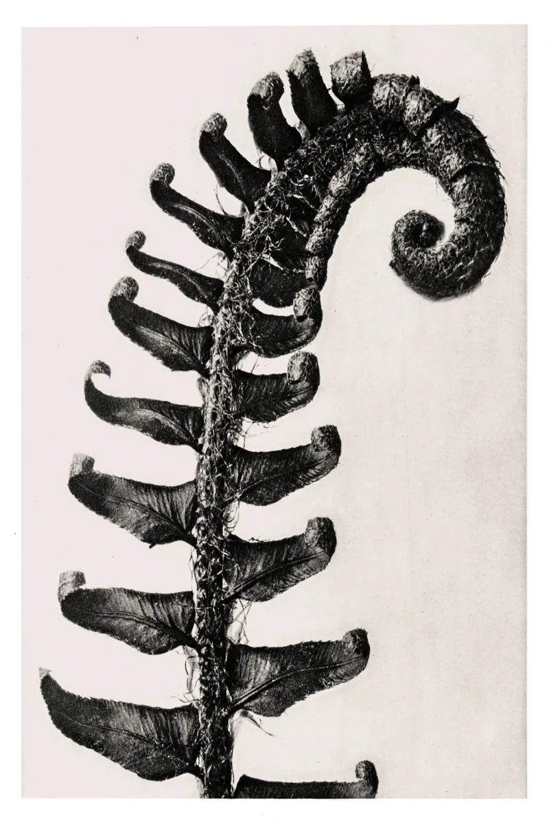 Karl Blossfeldt - Polystichum Munitum pellicola backlit da Old Masters