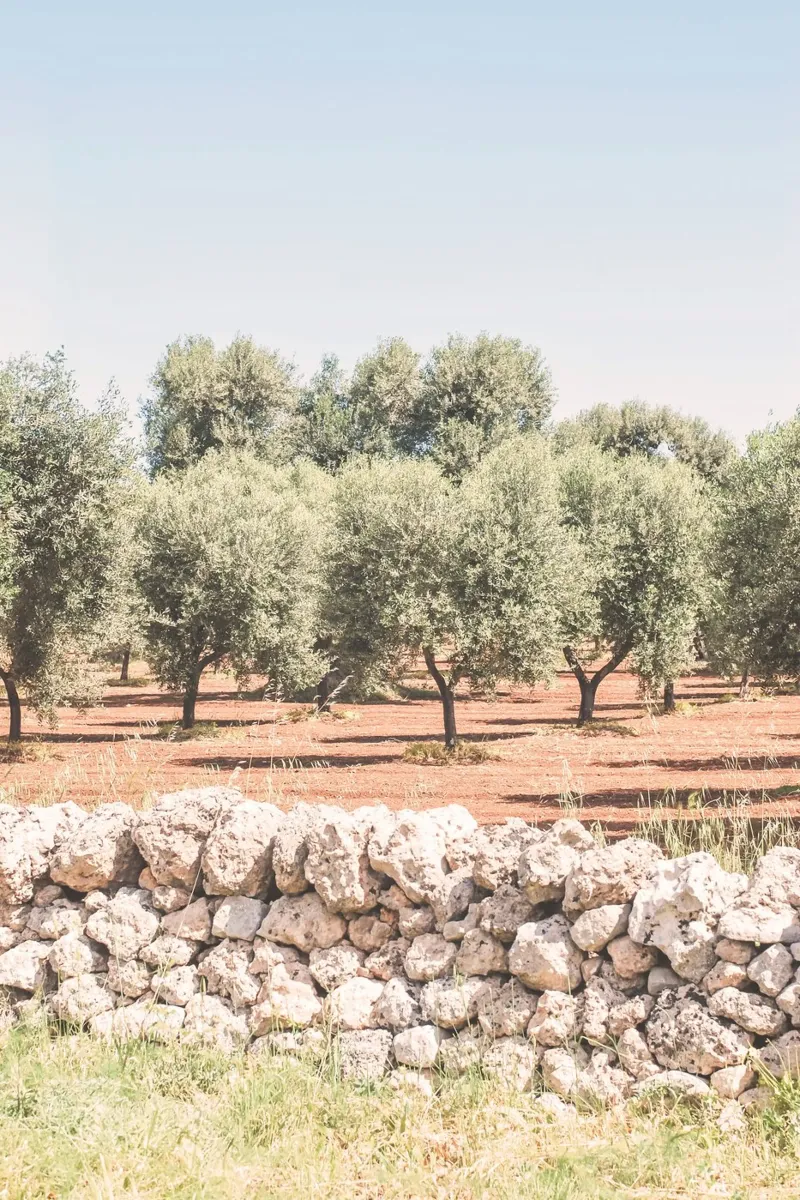 Puglia, Italy I Field of olive trees in a nature park canvas by Julie Travel Photography