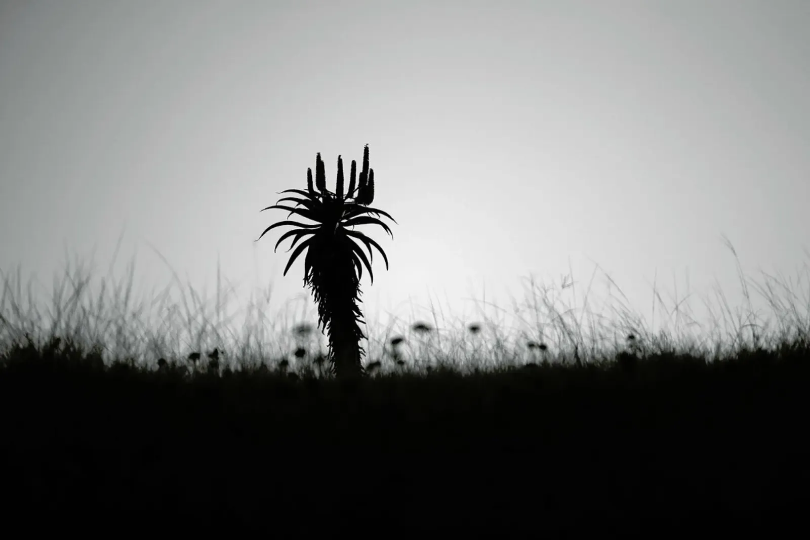 Aloe Ridge alluminio dibond da Shot By Clint