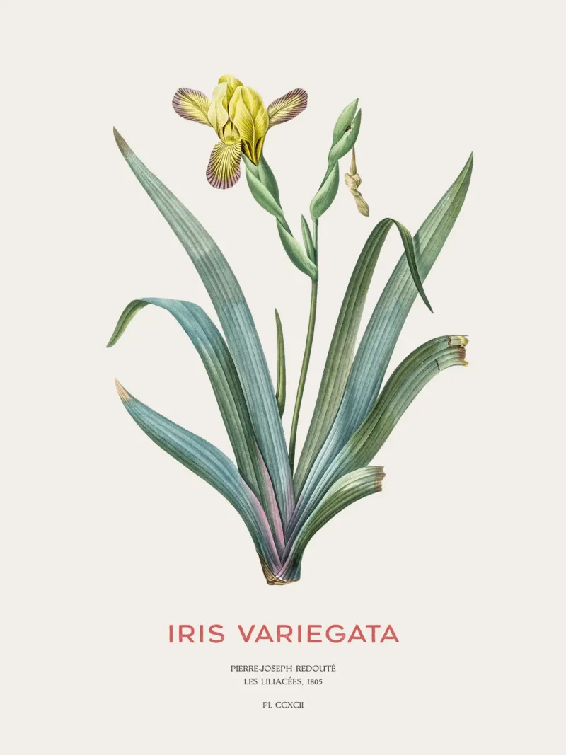 Iris ungherese o Iris variegata plexiglass da Vintagrafica