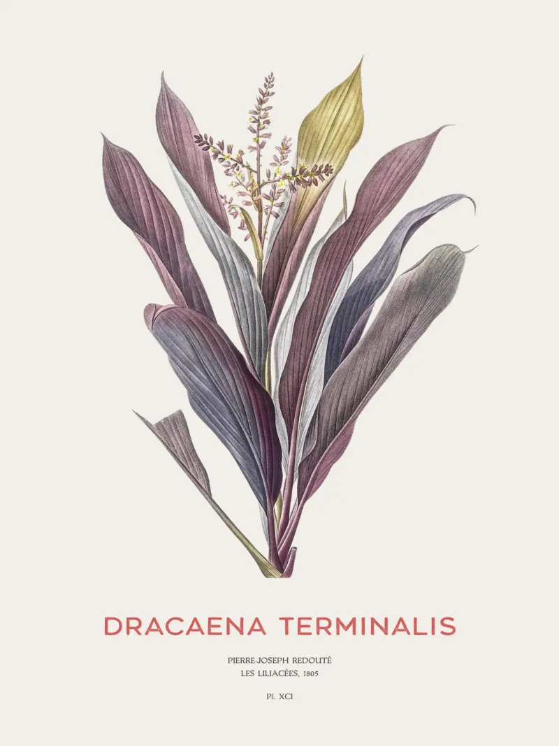 Giglio delle palme o Dracaena terminalis pellicola backlit da Vintagrafica