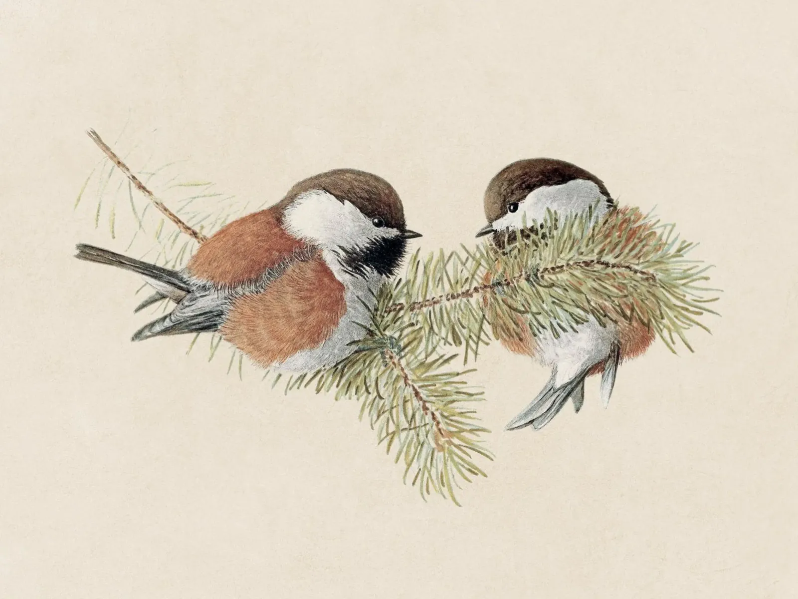 Chickadee pellicola backlit da apoloprints