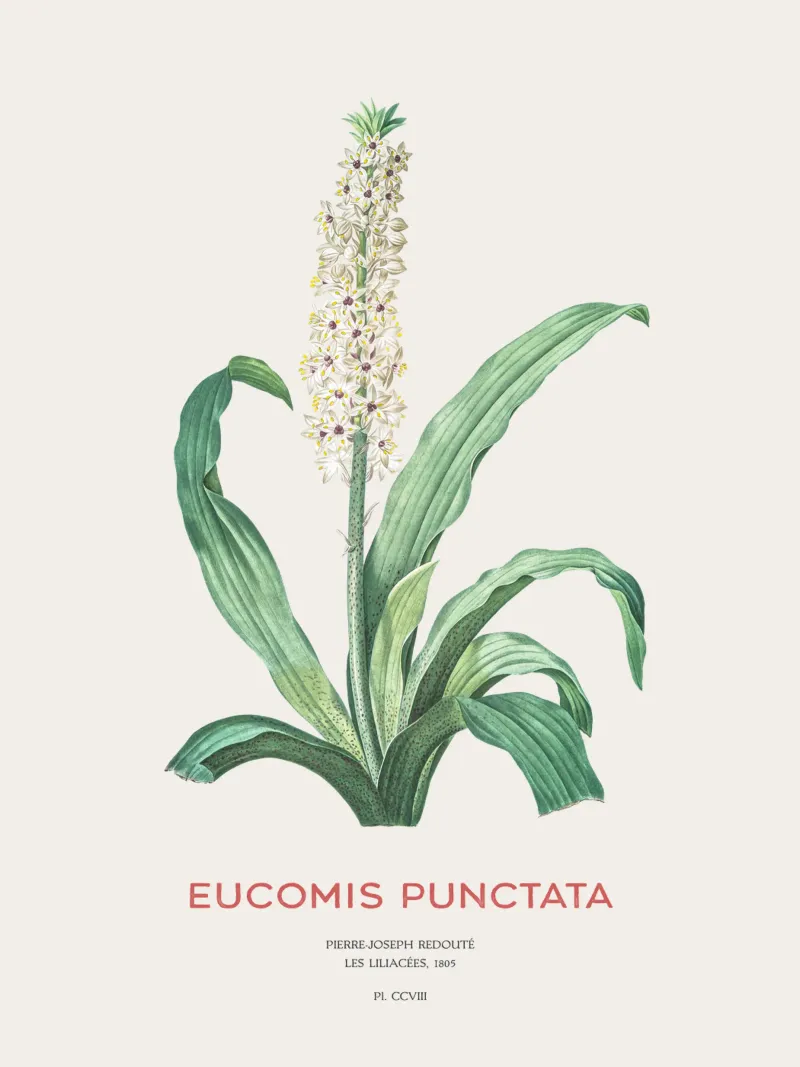 Ananasblüte oder Eucomis punctata Hahnemühle von Vintagrafica
