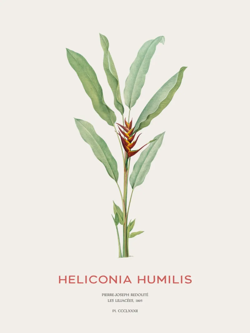 Sittichblume oder Heliconia humilis Poster mit Kunststoffrahmen von Vintagrafica