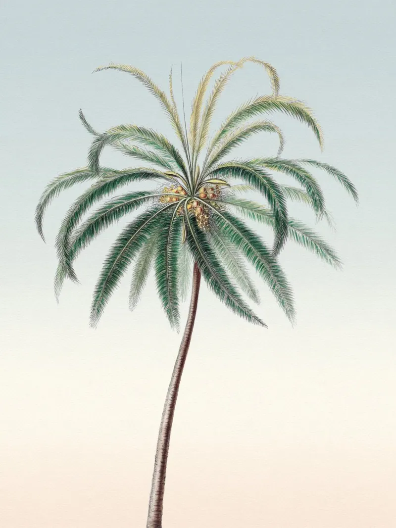 Palm Tree Sunset pellicola backlit da apoloprints