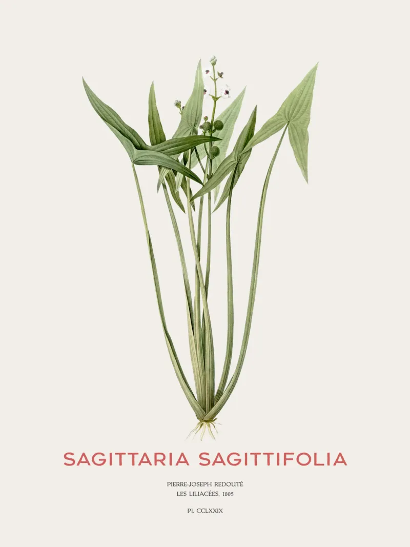 Pfeilkraut oder Sagittaria sagittifolia Hahnemühle von Vintagrafica