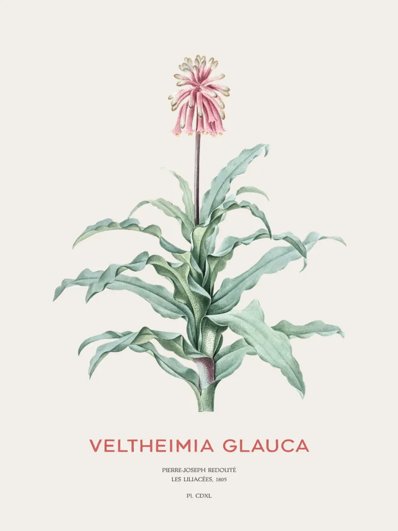 Waldlilie oder Veltheimia glauca Hahnemühle von Vintagrafica