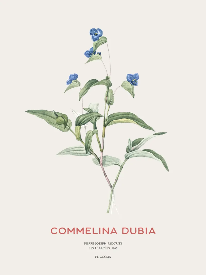 Ragnetto blu o Commelina dubia pellicola backlit da Vintagrafica