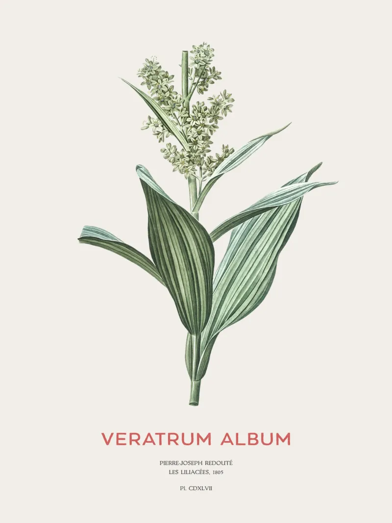Falso elleborino o Veratrum album pellicola backlit da Vintagrafica