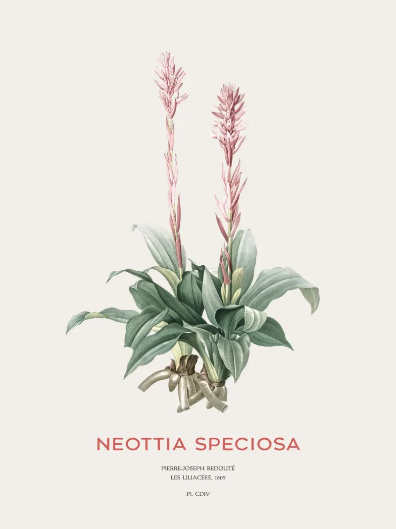 Orchidea signora latinoamericana o Neottia speciosa pellicola backlit da Vintagrafica
