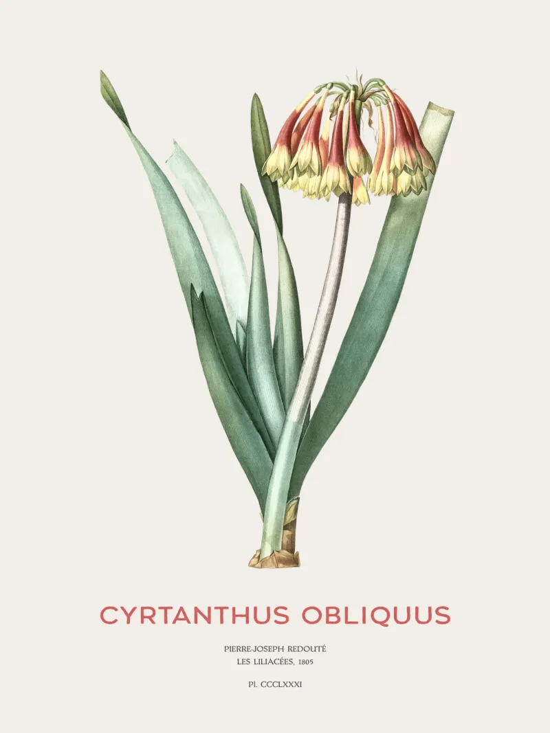 Giglio di Knysna o Cyrtanthus obliquus pellicola backlit da Vintagrafica