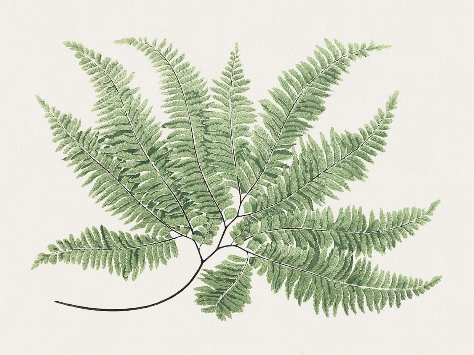 Fern leaves pellicola backlit da apoloprints