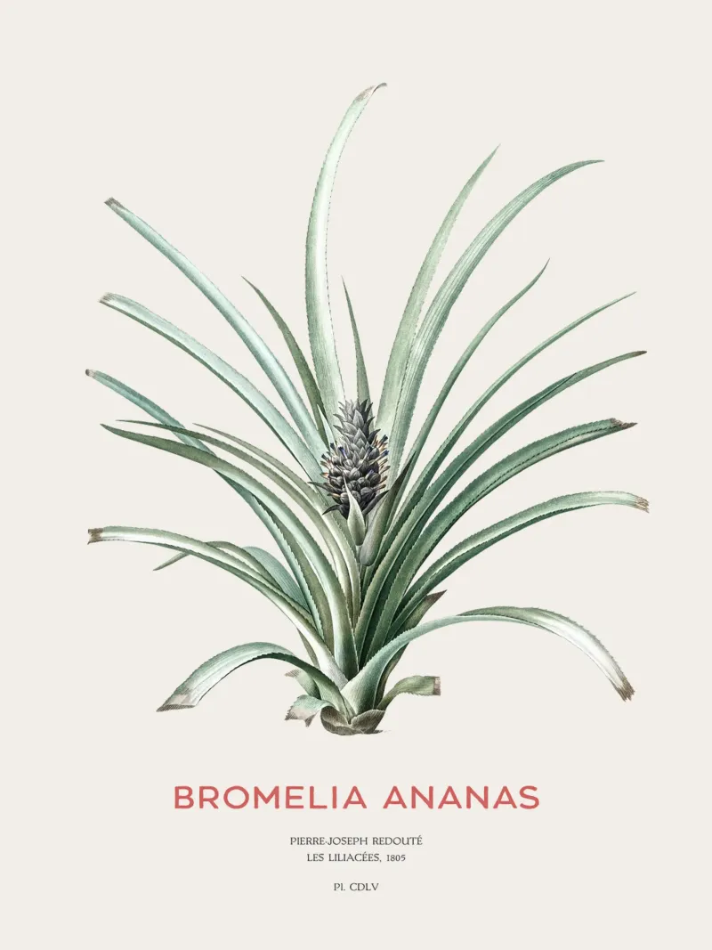 Ananas oder Bromelia ananas Hahnemühle von Vintagrafica
