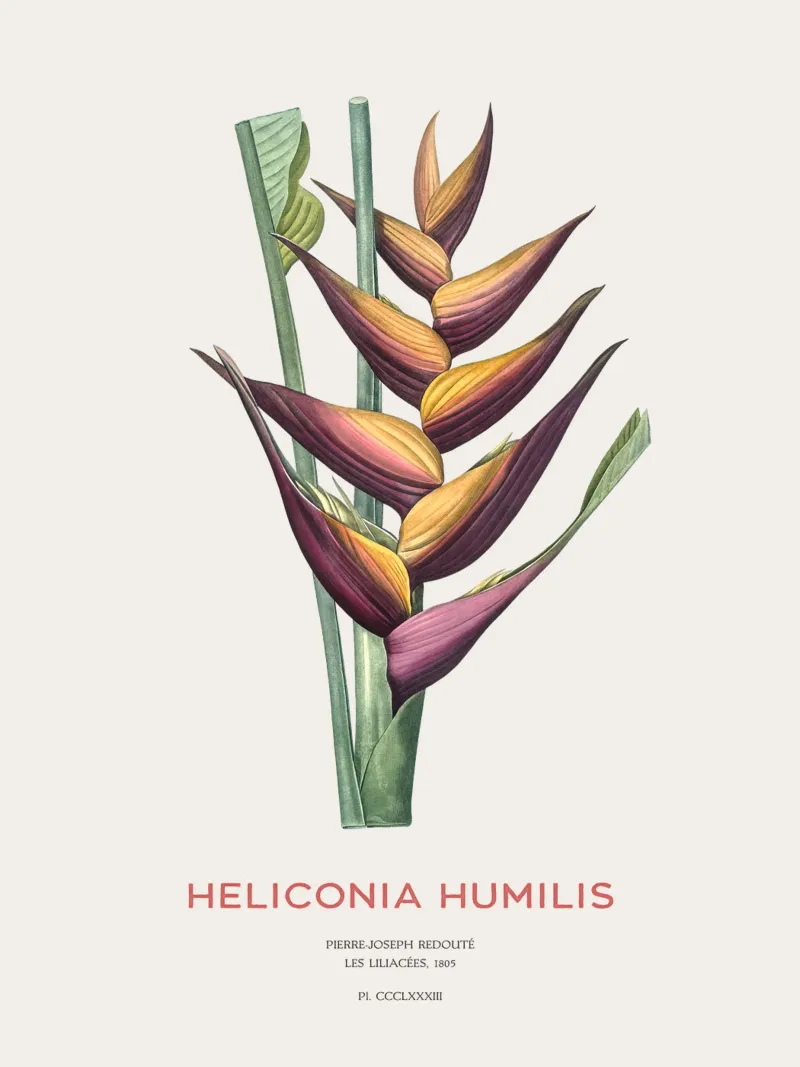 Sittichblume oder Heliconia humilis Poster mit Kunststoffrahmen von Vintagrafica