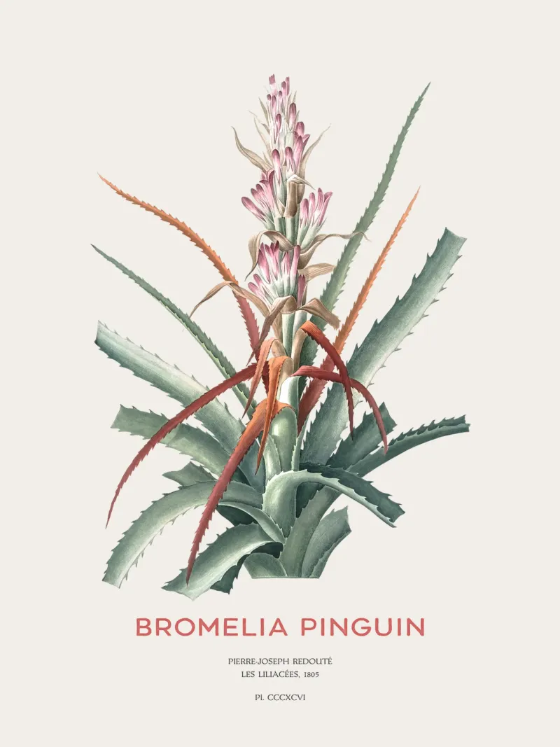 Wilde Ananas oder Bromelia pinguin Hahnemühle von Vintagrafica
