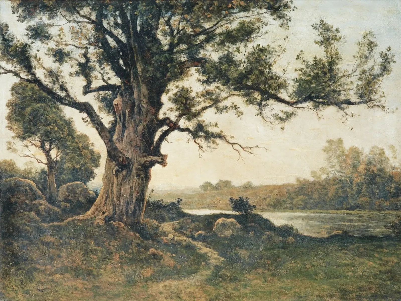 Tree on the riverbank alluminio dibond da apoloprints