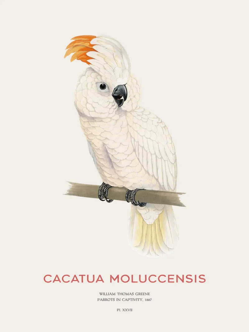 Moluccan cockatoo or Cacatua moluccensis pellicola backlit da Vintagrafica