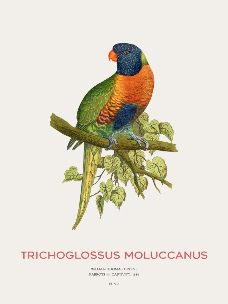 Lorichetto arcobaleno o Trichoglossus moluccanus pellicola backlit da Vintagrafica