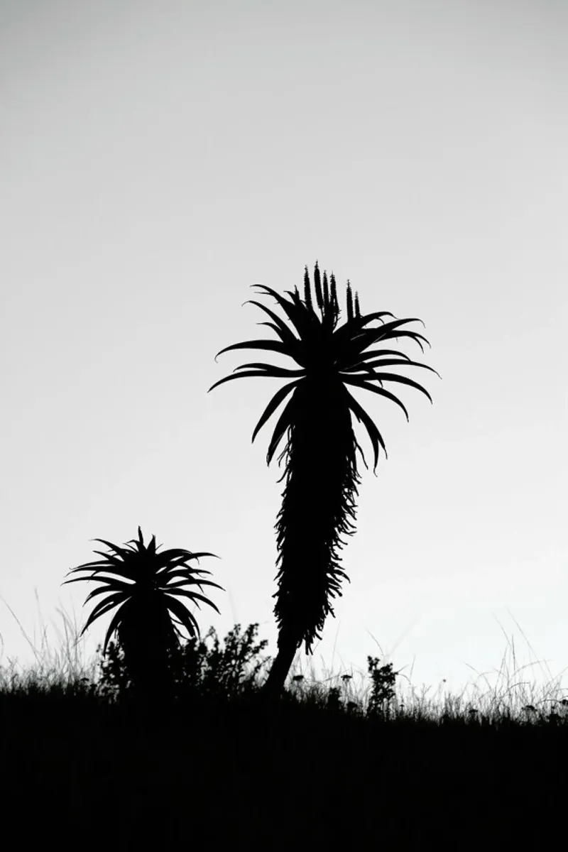 Aloe Soldier poster with aluminum frame by Shot By Clint
