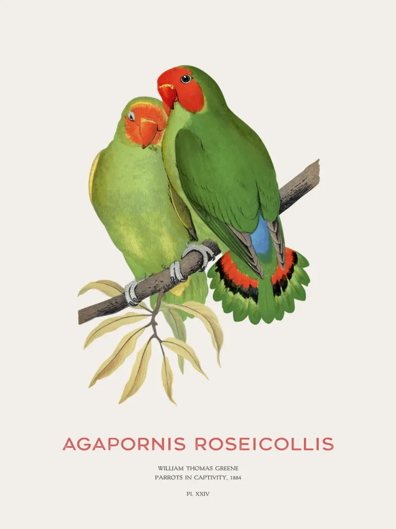 Rosenköpfiger Unzertrennlicher oder Agapornis roseicollis Hahnemühle von Vintagrafica