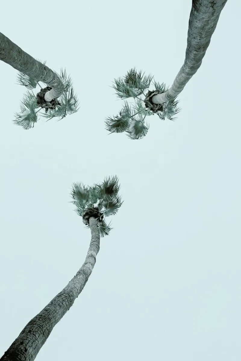 Palm Springs pellicola backlit da Shot By Clint