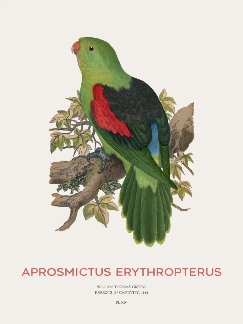 Rotflügelsittich oder Aprosmictus erythropterus Hahnemühle von Vintagrafica