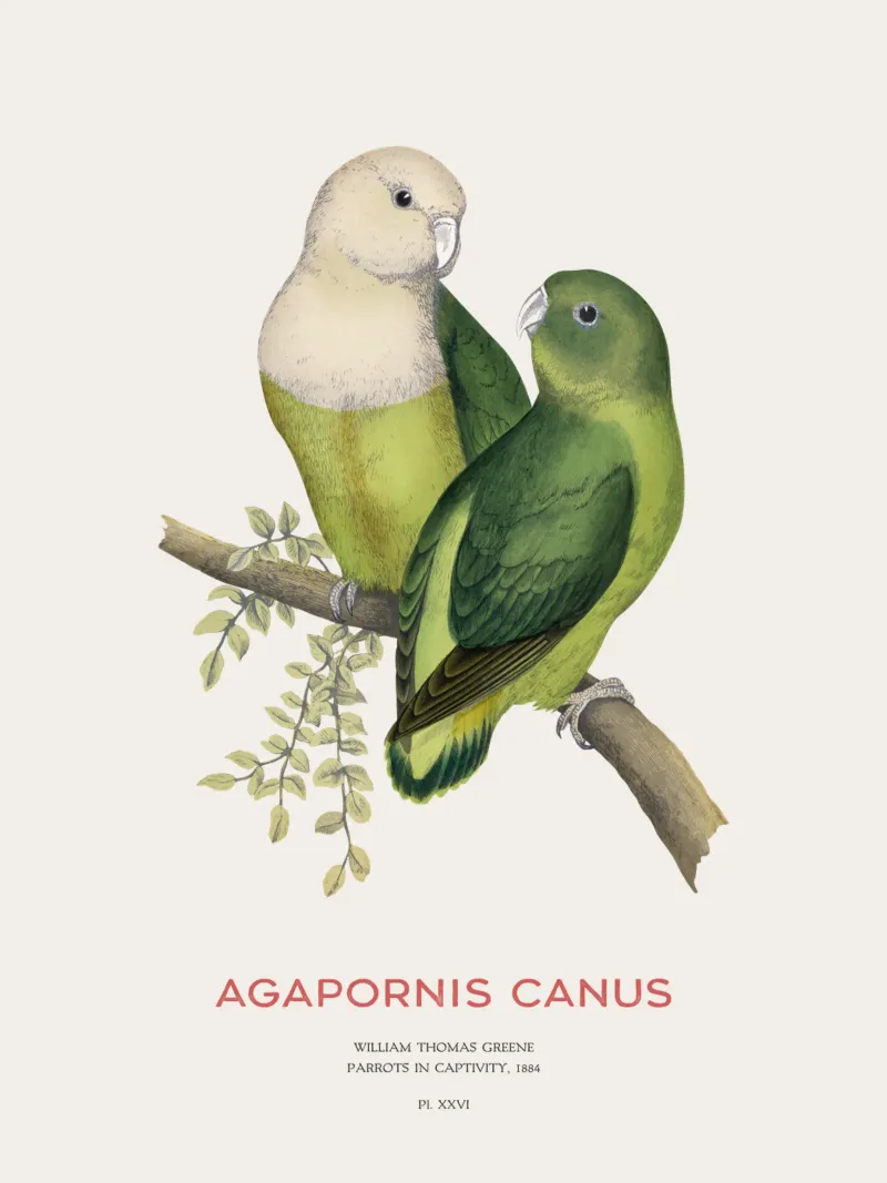Madagaskar-Liebesvogel oder Agapornis canus Hahnemühle von Vintagrafica