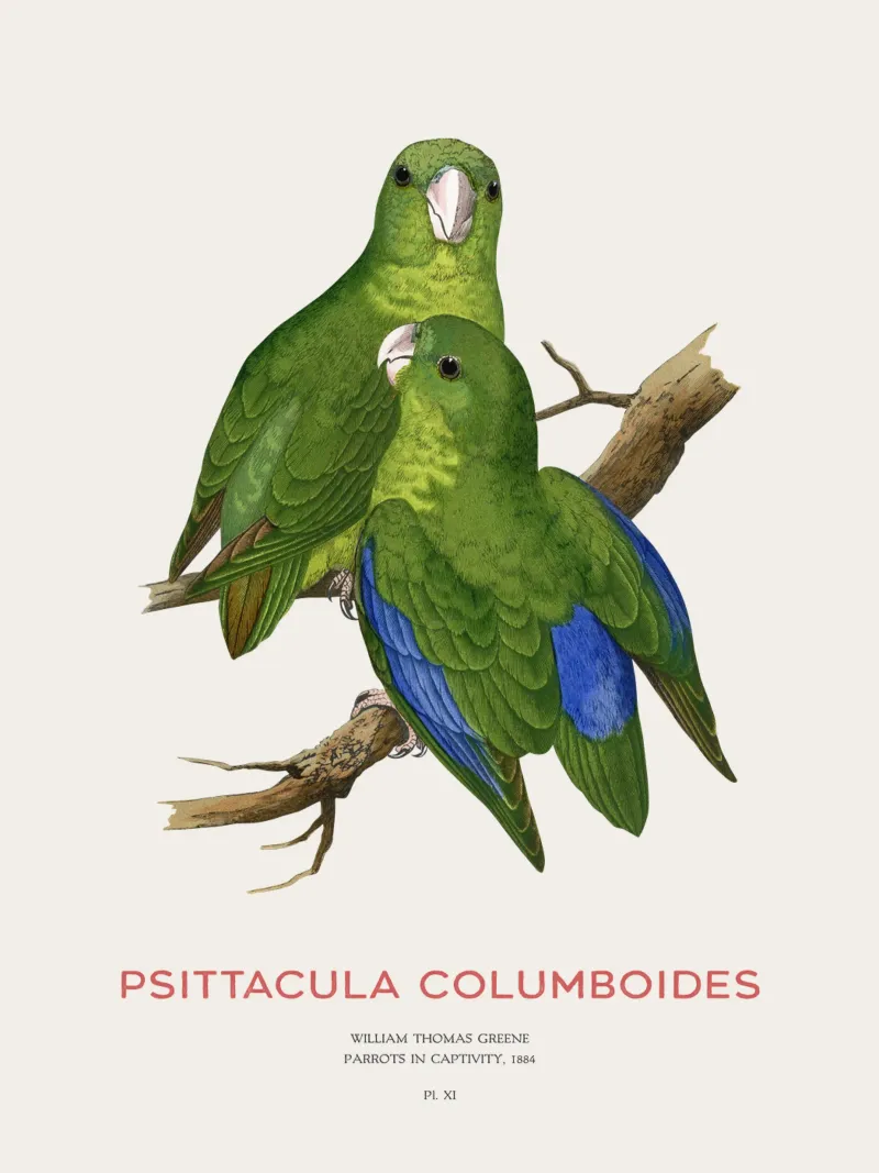 Malabarsittich oder Psittacula columboides Hahnemühle von Vintagrafica