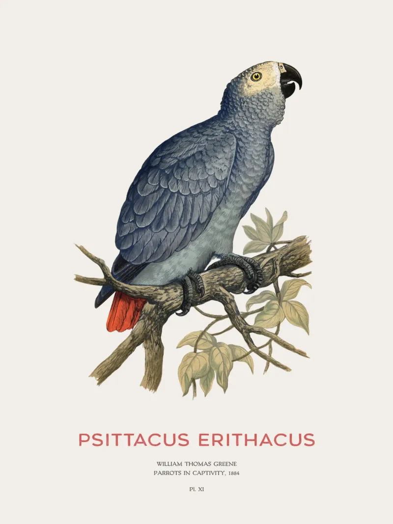 Pappagallo grigio o Psittacus erithacus pellicola backlit da Vintagrafica